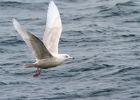 icelandgull080212b Iceland Gull Peel, Isle of Man