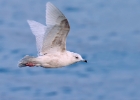 icelandgull140110 Iceland Gull Peel, Isle of Man