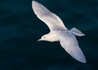 icelandgull260212a Iceland Gull Peel, Isle of Man