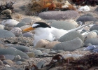 littletern2 Little Tern Ayres, Isle of Man