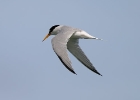 littletern3 Little Tern The Ayres, Isle of Man