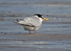 littletern4 Little Tern The Ayres, Isle of Man