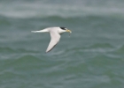 littletern5 Little Tern Smeale, Isle of Man