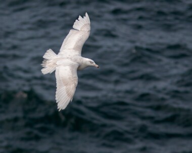 glonk070412 Glaucous Gull Peel, Isle of Man