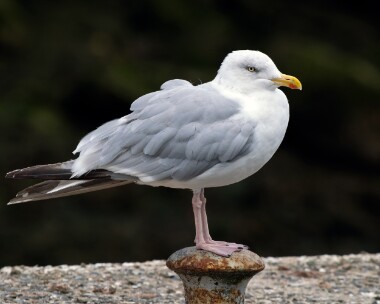herringgull310826 Herring Gull Peel, Isle of Man