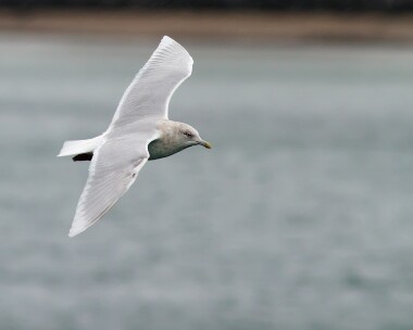 icelandgull040212 Iceland Gull Peel, Isle of Man