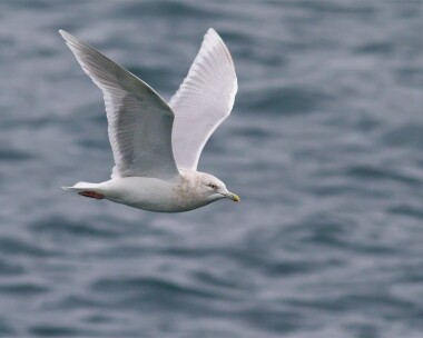 icelandgull040212b Iceland Gull Peel, Isle of Man