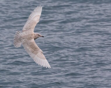 icelandgull070117 Iceland Gull Peel, Isle of Man
