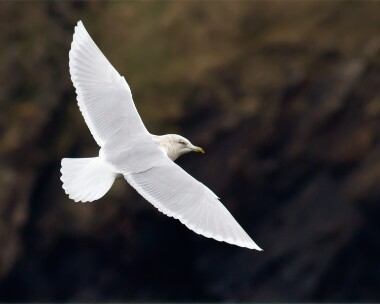 icelandgull080212 Iceland Gull Peel, Isle of Man