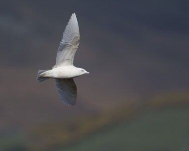 icelandgull120408c Iceland Gull Maughold, Isle of Man