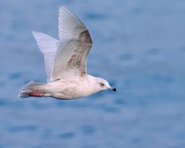 icelandgull140110 Iceland Gull Peel, Isle of Man