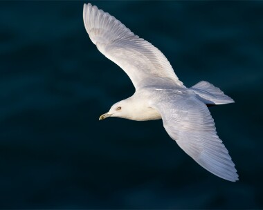 icelandgull260212a Iceland Gull Peel, Isle of Man