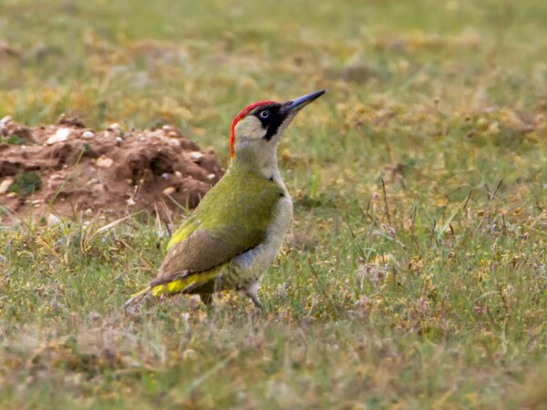 Green Woodpecker