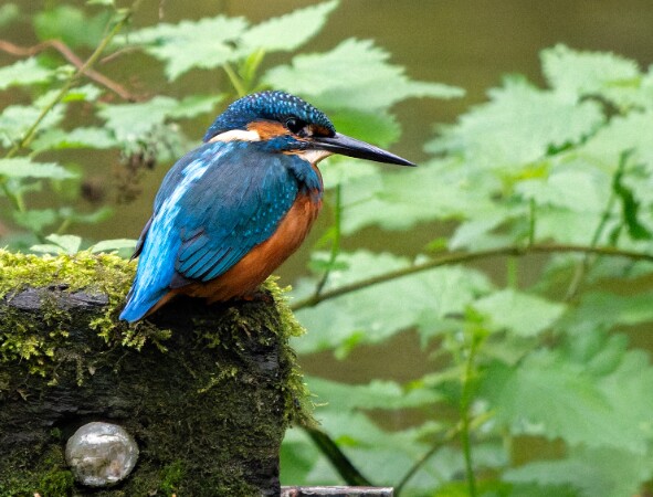 Kingfisher