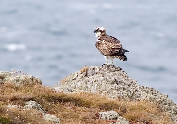 Osprey