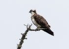osprey220616 Osprey Loch Insh, Scotland