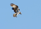 osprey290312 Osprey Aviemore, Scotland