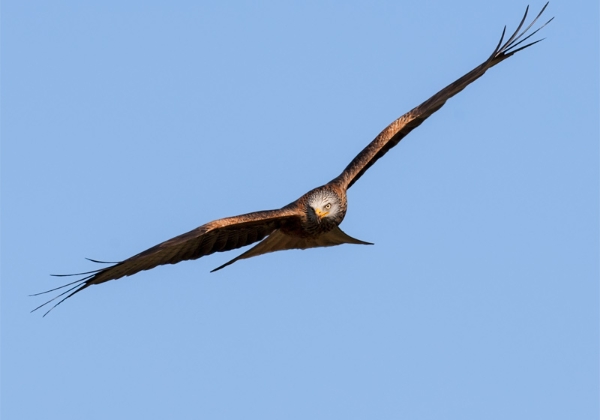 Red Kite