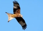 redkite180208f Red Kite Gigrin Farm, Wales