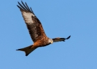 redkite180208h Red Kite Gigrin Farm, Wales