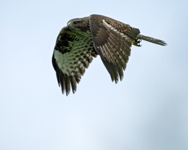 buzzard310826 Common Buzzard Cregneash, Isle of Man