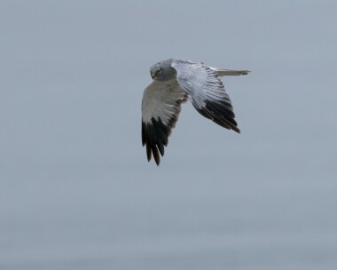 henharrier290826 Hen Harrier Langness, Isle of Man