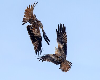 redkite061026s Red Kite Burnham overy dunes, Norfolk