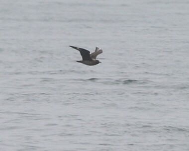 greatskua Great Skua Point of Ayre, Isle of Man