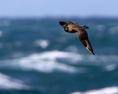 greatskua290810 Great Skua Point of Ayre, Isle of Man
