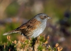 dunnock121210 Dunnock Point of Ayre, Isle of Man