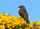 dunnock160416 Dunnock Ballaghennie, Isle of Man