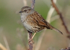 dunnock5 Dunnock Langness, Isle of Man