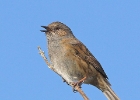 dunnock7 Dunnock Cregneash, Isle of Man