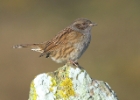 dunnock8 Dunnock Langness, Isle of Man