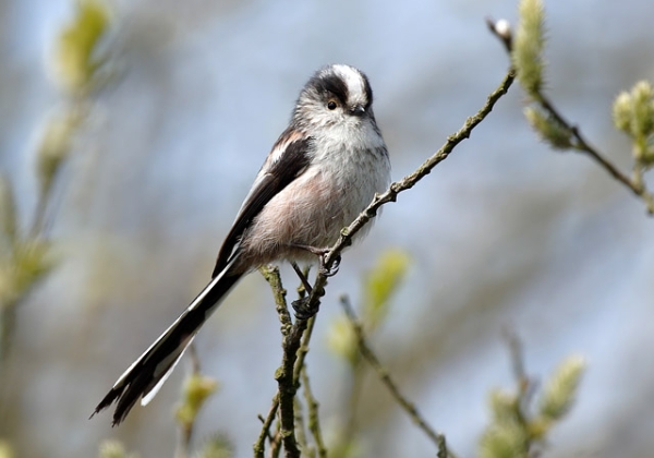 Long-tailed Tit