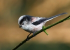 longtailedtit030110 Long-tailed Tit Braddan, Isle of Man