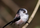 longtailedtit250210 Long-tailed Tit Braddan, Isle of Man