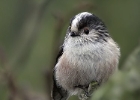 longtailedtit6 Long-tailed Tit Ballasalla, Isle of Man