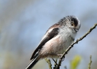longtailedtit7 Long-tailed Tit Kionslieu, Isle of Man