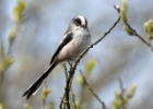 longtailedtitnew Long-tailed Tit Kionslieu, Isle of Man