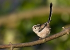 ltt011108 Long-tailed Tit, Maughold, Isle of Man