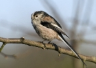 ltt190208 Long-Tailed Tit Private Farm, Cheshire