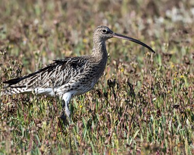 curlew111015 Curlew Stiffkey, Norfolk