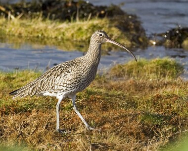 curlew141208 Curlew Langness, Isle of Man
