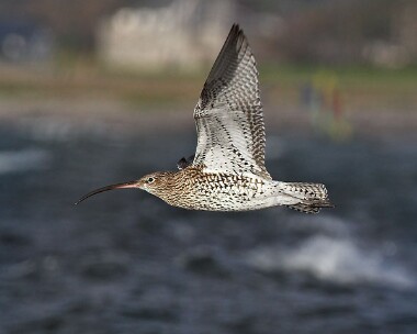 curlew20061125b Curlew Langness, Isle of Man