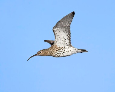 curlew20070303b Curlew Langness, Isle of Man