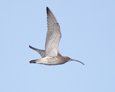 curlew3 Curlew Sandwick, Isle of Man