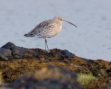 curlew4 Curlew Langness, Isle of Man