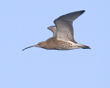 curlew5 Curlew Pooylvaaish, Isle of Man