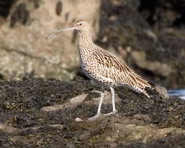 curlew6 Curlew Derbyhaven, Isle of Man